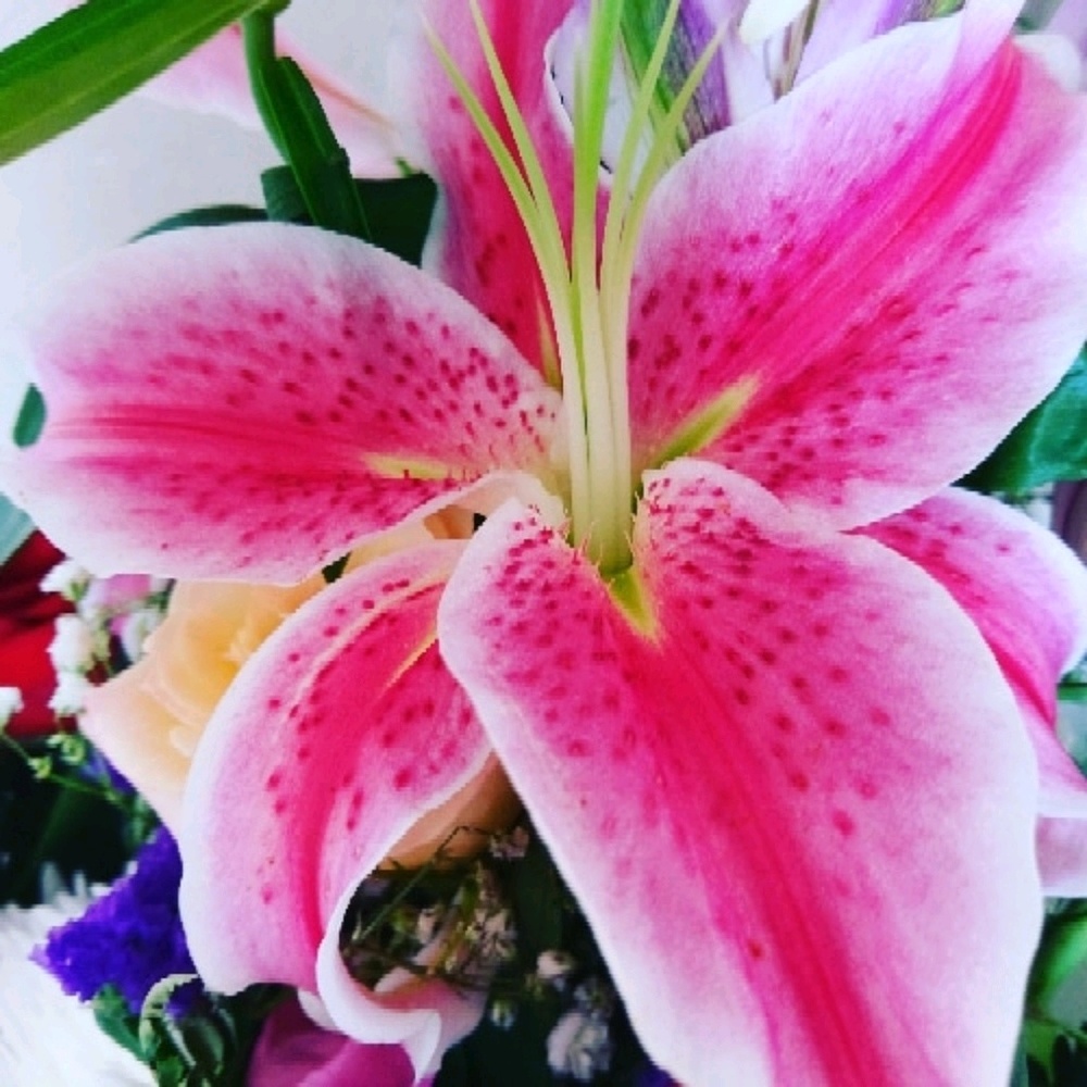 Meet your Posher, Xoxo